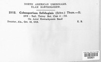 Coleosporium asterum image